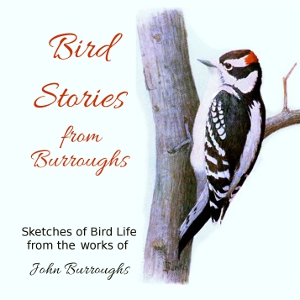 Bird Stories from Burroughs cover