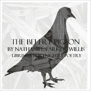 Belfry Pigeon cover