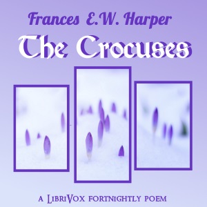 Crocuses cover