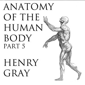 Anatomy of the Human Body, Part 5 (Gray's Anatomy) cover