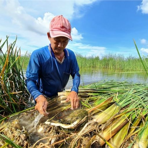 Ep1492: VOV - Tin trong nước: Cà Mau: Làm giàu nhờ giỏi trồng cây đặc sản kết hợp nuôi cá cover