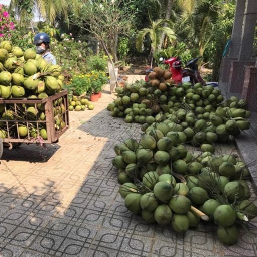 Ep1827: VOV - Tin trong nước: Tiền Giang: Nước ngọt dồi dào, nhiều loại trái cây trúng mùa hút hàng, tăng giá cover