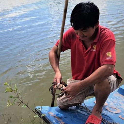 Ep1949: VOV - Tin trong nước: Người nuôi cua ở Cà Mau làm gì để hạn chế thiệt hại cover