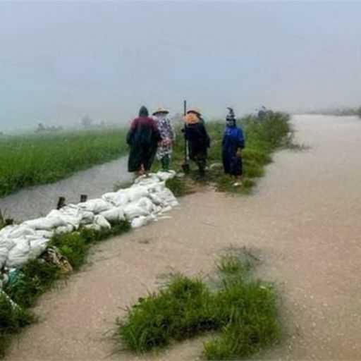 Ep2040: VOV - Tin trong nước: Quảng Bình: Nhiều diện tích lúa Đông Xuân bị thiệt hại do mưa lớn bất thường cover