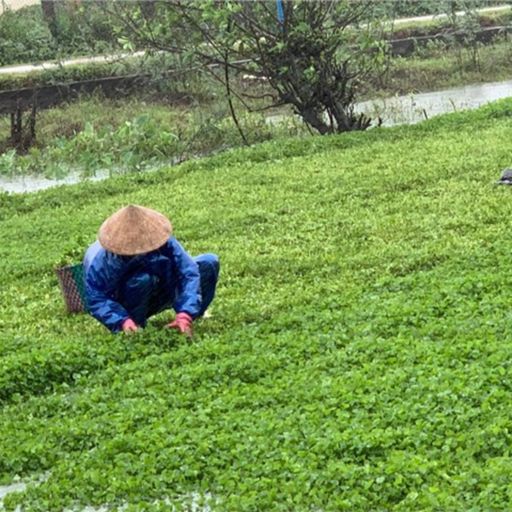 Ep2046: VOV - Tin trong nước: Thừa Thiên Huế: Nông dân trắng tay sau đợt mưa lớn bất thường  cover