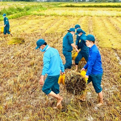 Ep2087: VOV - Tin trong nước: Bình Định: Khẩn trương thu hoạch hơn 20 nghìn héc ta lúa Đông - Xuân tránh mưa lớn cover