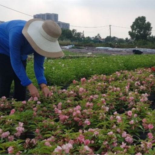 Ep5928: Tin trong nước - TP HCM: Người trồng hoa Tết lo mất Tết vì mưa trái mùa cover
