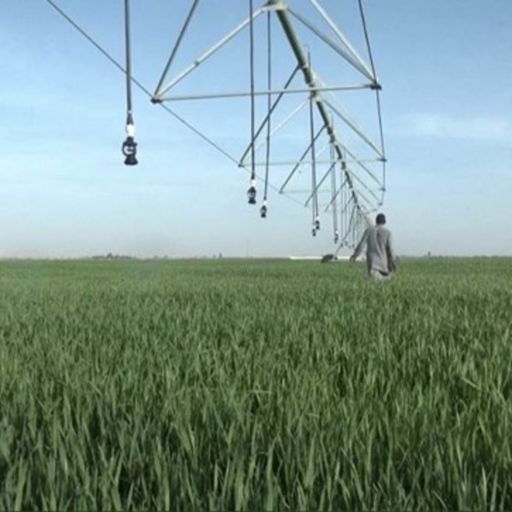 Ep6480: Tin quốc tế - UAE: trang trại lúa mì thông minh giữa sa mạc - sáng kiến cải thiện an ninh lương thực cover