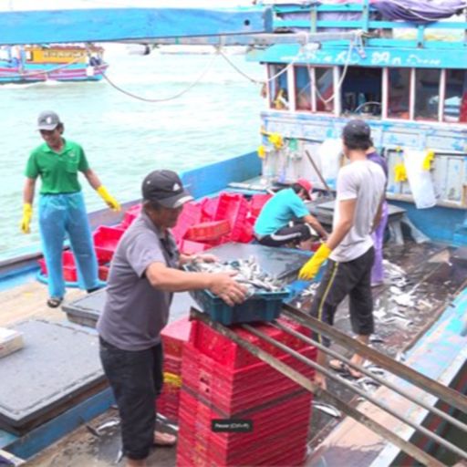 Ep6745: Tin trong nước - Quảng Ngãi mở đợt cao điểm 180 ngày chống khai thác hải sản bất hợp pháp cover