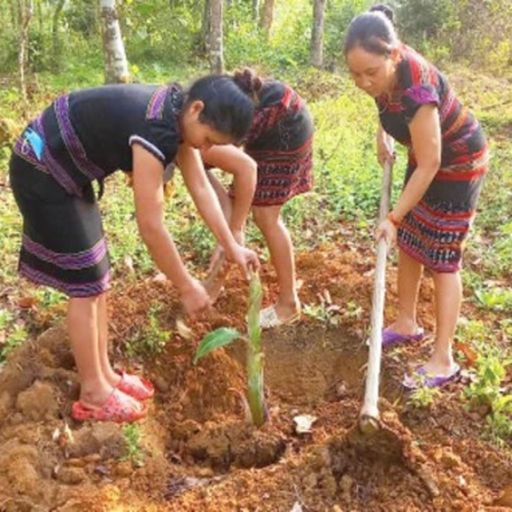 Ep6833: Tin trong nước - Vùng cao A Lưới nỗ lực giảm nghèo bền vững cover