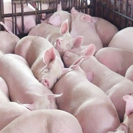 Ep6866: Tin trong nước - Giá thịt lợn tiếp tục giảm cover