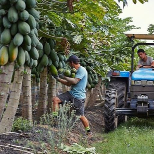 Ep687: VOV - Sự kiện và bàn luận: Australia thiếu lao động trong nước, cơ hội cho người lao động Đông Nam Á cover