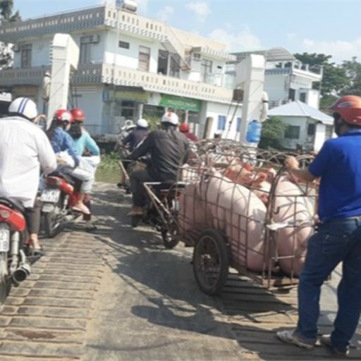 Ep6912: Tin trong nước - Tiền Giang: Thị heo rớt giá kéo dài, người chăn nuôi thua lỗ  cover