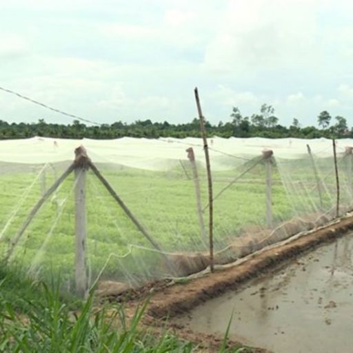 Ep7095: Tin trong nước - Dự án sinh kế Trà Vinh giúp nhiều hộ đồng bào Khmer, phụ nữ yếu thế nâng cao đời đời sống cover