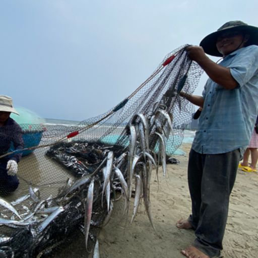 Ep7114: Tin trong nước - Kéo lưới gần bờ, ngư dân Đà Nẵng được mùa cá hố, cá rọc  cover