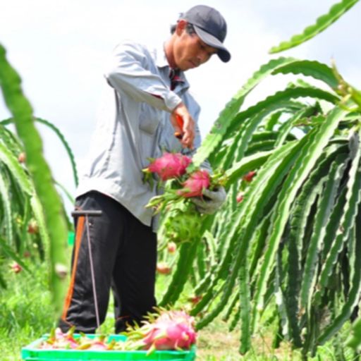 Ep7206: Tin trong nước - Quản lý mã số vùng trồng tận cơ sở cover