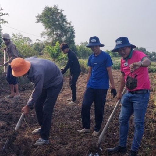 Ep7222: Tin trong nước - Tiền Giang: Nông dân vùng Đồng Tháp Mười bán khoai mỡ giá đạt kỉ lục cover