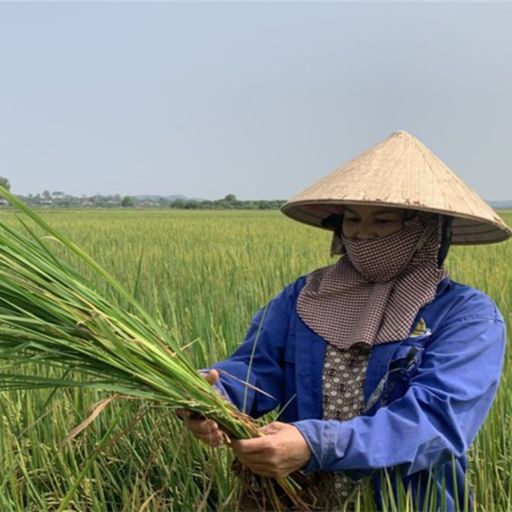 Ep7476: Tin trong nước - Hàng trăm ha lúa ST24, ST25 ở Đắk Lắk, Đắk Nông bị lép hạt bất thường cover