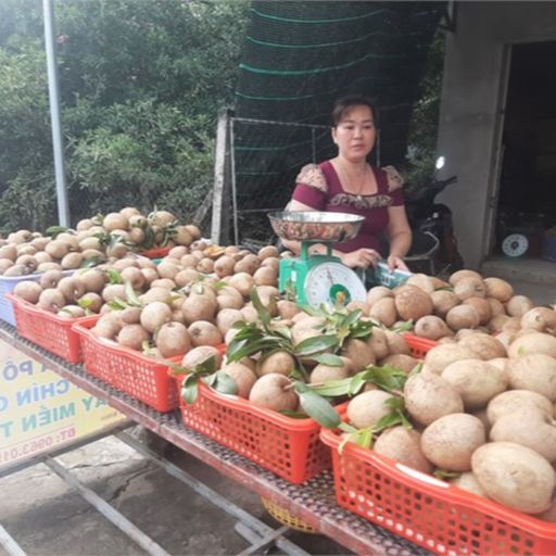 Ep7509: Tin trong nước - Tiền Giang: Hồng Xiêm giá cao, nhà vườn có nguồn thu nhập quanh năm cover