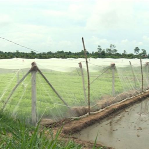 Ep7743: Tin trong nước - Trà Vinh: Hơn 625 tỷ đồng thực hiện chương trình phát triển kinh tế-xã hội vùng đồng bào dân tộc thiểu số và miền núi cover