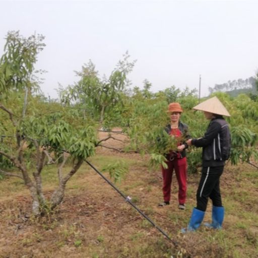 Ep7768: Tin trong nước - Bắc Giang: nâng cao chất lượng vải thiều xuất khẩu cover