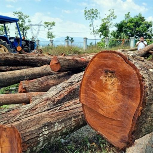 Ep7908: Tin trong nước - Cải tạo vỉa hè, chặt hạ 17 cây sao đen 15 năm tuổi cover