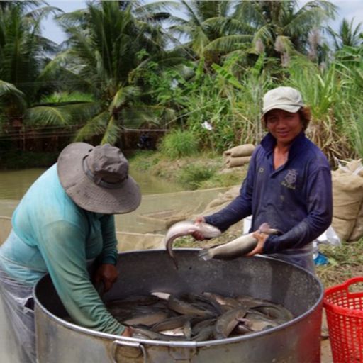 Ep7933: Tin trong nước - Giá cá lóc tăng cao, nông dân Trà Vinh lãi đậm cover