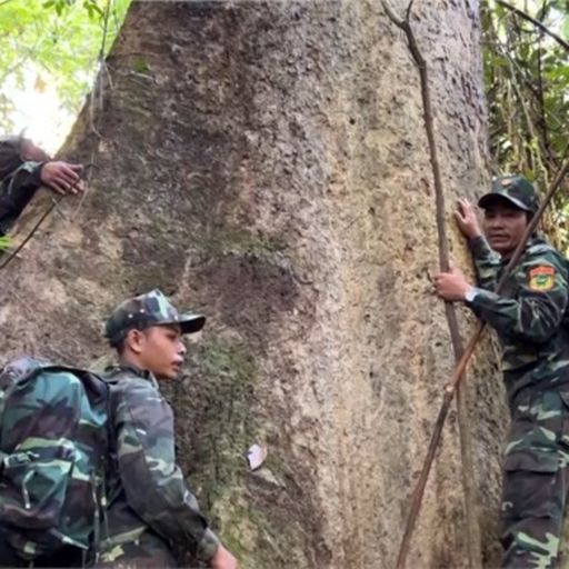 Ep8034: Tin trong nước - Quảng Nam mở hướng sinh kế bền vững dựa vào rừng cover