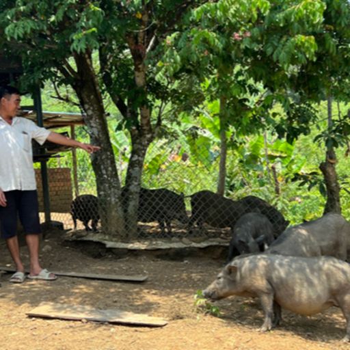 Ep8112: Tin trong nước - Người dân miền núi Quảng Nam làm giàu từ vốn vay Agribank  cover