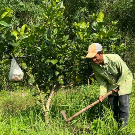 Ep8176: Tin trong nước - Quảng Nam nâng cao hiệu quả giảm nghèo bền vững ở miền núi.  cover