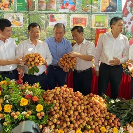 Ep8310: Tin trong nước - Đẩy mạnh tiêu thụ trái vải thiều tại thị trường trong nước cover