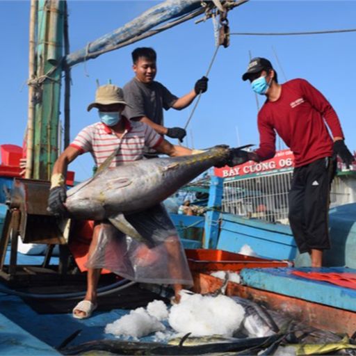 Ep8330: Tin trong nước - Bàn giải pháp triển khai thực hiện hệ thống truy xuất nguồn gốc thủy sản khai thác điện tử cover