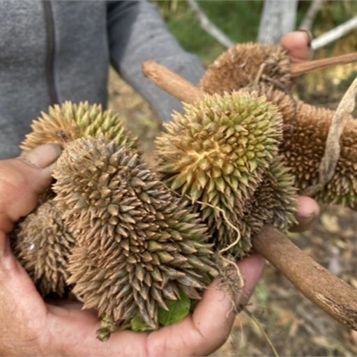 Ep8579: Tin trong nước - Quảng Ngãi: Hàng trăm ha cây ăn quả nguy cơ thất thu vì nắng hạn  cover