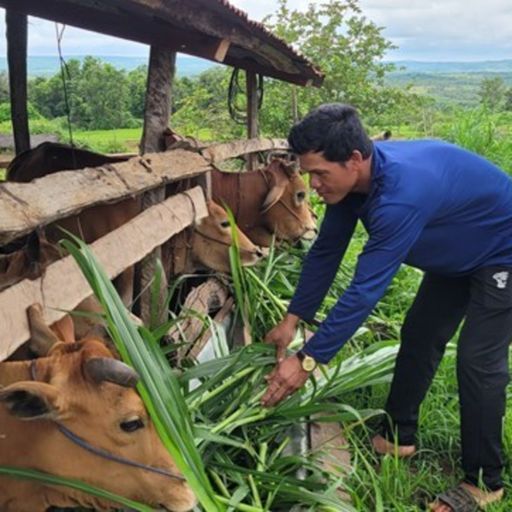 Ep8584: Tin trong nước - Gia Lai: Hơn 13.000 hộ đồng bào thiểu số được vay vốn chính sách  cover