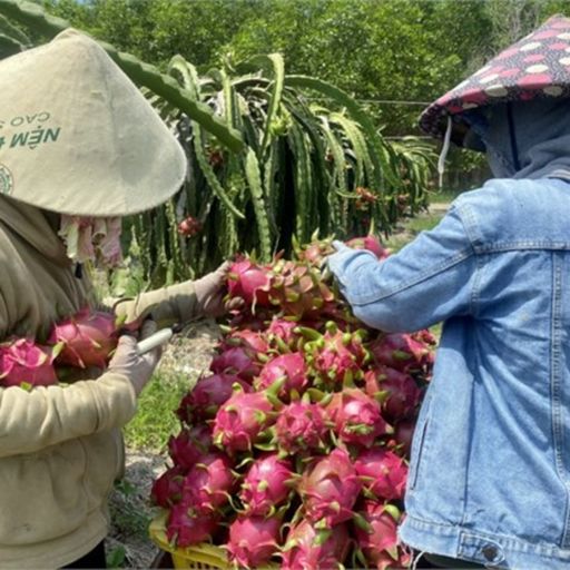 Ep8695: Tin trong nước - Thanh long chín rụng đỏ vườn vì không ai thu mua cover