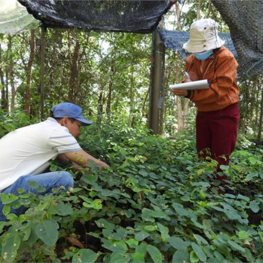 Ep8828: Tin trong nước - Vườn quốc gia Yok Đôn (Đắk Lắk): Làm giàu rừng bằng cây Trắc Đỏ  cover