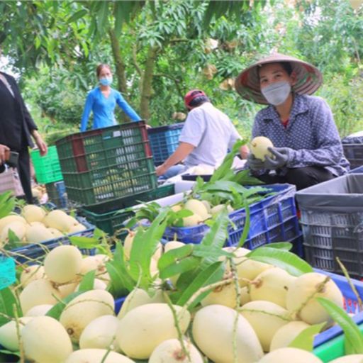 Ep8907: Tin trong nước - Đồng Tháp phấn đấu đến 2025 có trên 500 ha cây ăn trái trồng hữu cơ  cover