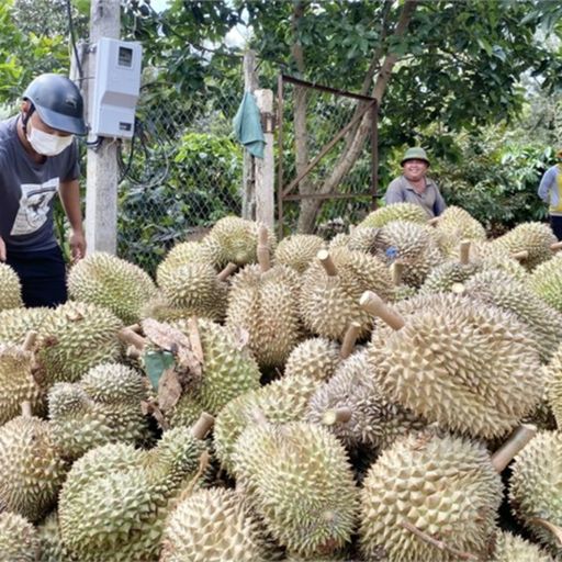 Ep8941: Tin trong nước - Giá sầu riêng tăng cao, Đắk Lắk dự kiến có mùa bội thu kỷ lục  cover