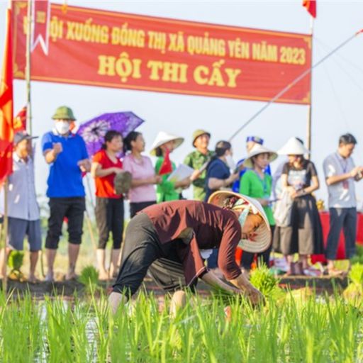 Ep8984: Tin trong nước - Miền cửa biển Quảng Ninh tổ chức Lễ hội xuống đồng cover