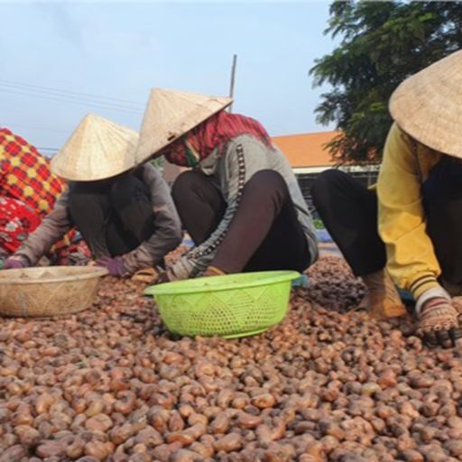 Ep9044: Tin trong nước - Giá hạt điều biến động, doanh nghiệp cần giao dịch thận trọng  cover