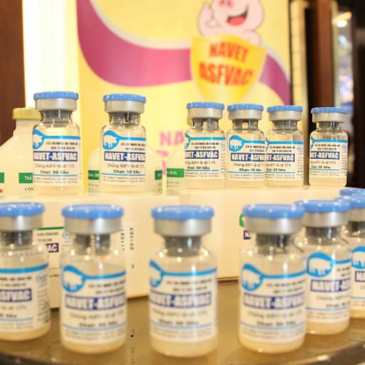Ep9151: Tin trong nước - Việt Nam sẽ xuất khẩu 2 triệu liều vắc xin dịch tả lợn Châu Phi  cover