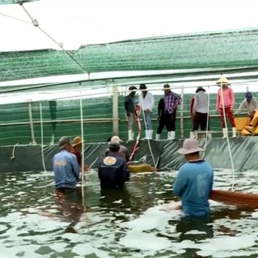 Ep9227: Tin trong nước - Trà Vinh: Giá tôm bắt đầu tăng nhẹ, người nuôi vẫn e dè chưa dám thả giống cover