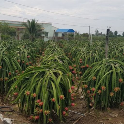 Ep9425: Tin trong nước - Tiền Giang: Đẩy mạnh khâu liên kết sản xuất, tiêu thụ trái thanh long thương phẩm cover