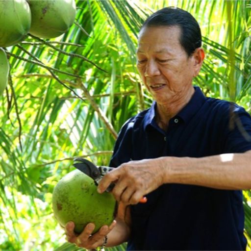 Ep9612: Tin trong nước - Cà Mau: Lão nông trồng dừa lùn Bến Tre cho thu nhập cao cover