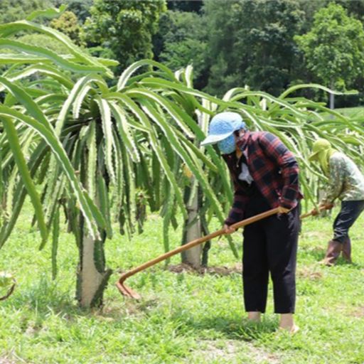 Ep9620: Tin trong nước - Hỗ trợ sinh kế, tạo động lực thoát nghèo ở vùng cao Thuận Châu, Sơn La cover