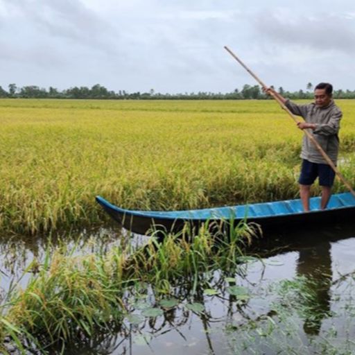 Ep9768: Tin trong nước - Cà Mau: Mưa kéo dài, người dân U Minh khó thu hoạch lúa cover