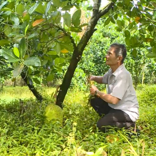 Ep9790: Tin trong nước - Lão nông ở U Minh vươn lên trong cuộc sống từ mô hình trồng mít xen măng cụt, kết hợp nuôi ốc cover