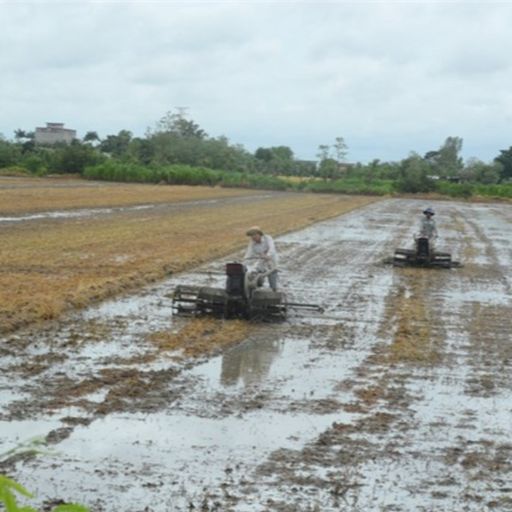 Ep9855: Tin trong nước - Tiền Giang: Giá lúa cao kỉ lục, nông dân ồ ạt gieo sạ vụ Thu đông bất chấp khuyến cáo của cơ quan chuyên môn cover