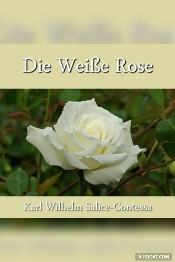 Weiße Rose