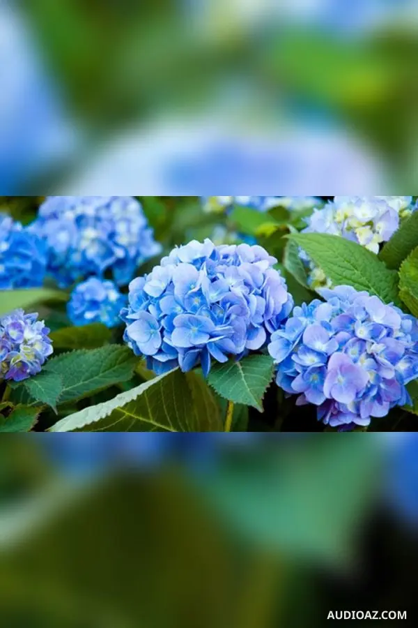 Sự tích hoa cẩm tú cầu